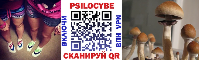 как найти   Александровск  Псилоцибиновые грибы ЛСД 